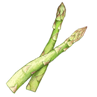 两根鲜嫩的绿色芦笋