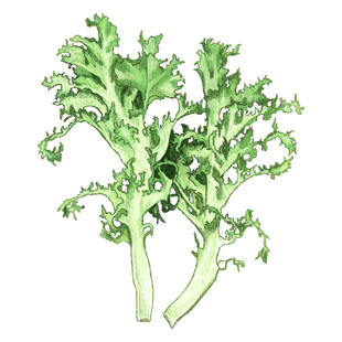手绘卷曲绿叶蔬菜图