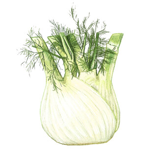 手绘茼蒿蔬菜插画