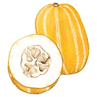 水彩绘黄色南瓜及切面