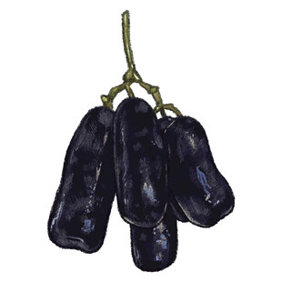 黑紫色八月瓜果实插画