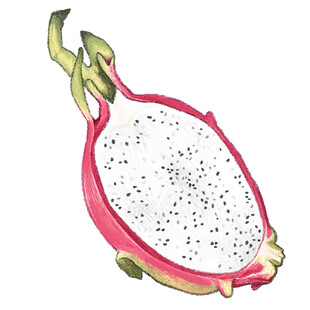 手绘白心火龙果