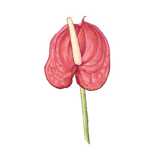 手绘粉色红掌花卉图