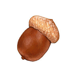 手绘棕色橡果