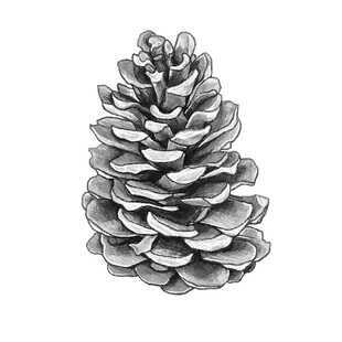 手绘松果图案