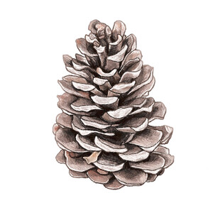 白色背景下的松果