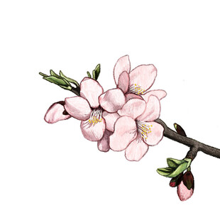 粉色杏花枝