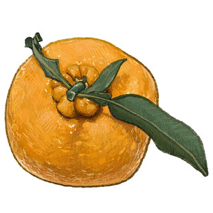 手绘带叶饱满橙子