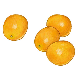 手绘四个圆润饱满的橙子