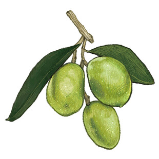 青橄榄枝上的三颗果实