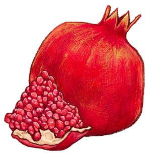 手绘红石榴