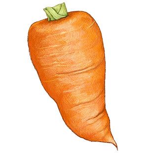 手绘橙色胡萝卜
