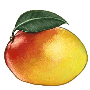 水彩绘成熟芒果带绿叶