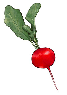 鲜红水萝卜带翠绿叶片