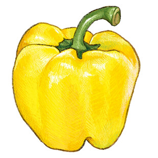 黄色甜椒水彩画