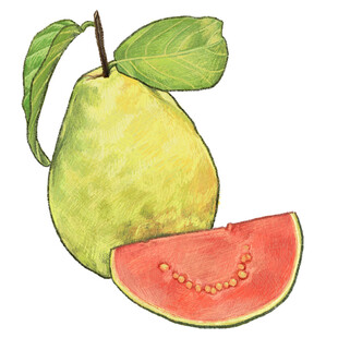 手绘番石榴与西瓜切片