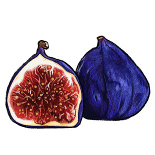 手绘无花果
