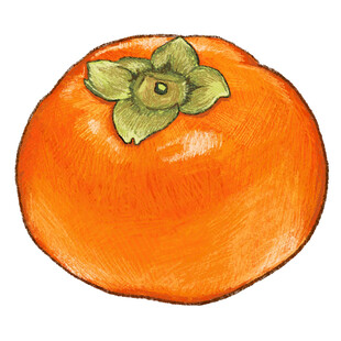 手绘橙色柿子