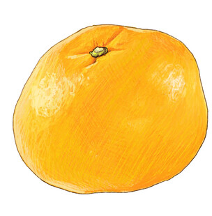 手绘黄色圆润大橘子