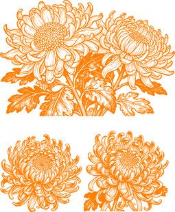 橙色菊花花卉图案设计