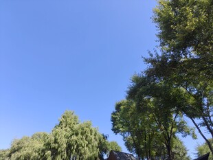 蓝天绿树风景