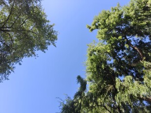 仰望蓝天绿树