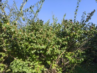 繁茂绿植