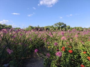 绚烂花海