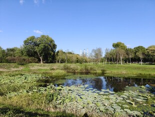 湖畔湿地风光
