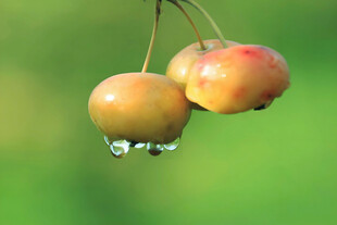 樱桃