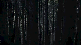 暗夜森林