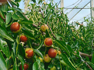 枣子栽培