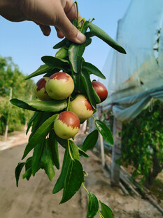 枣子栽培