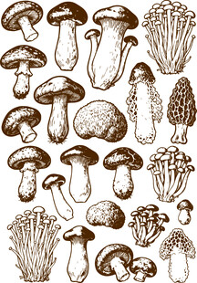 手绘多样蘑菇集合图