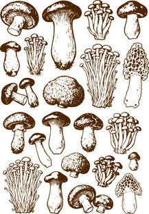 手绘多样蘑菇集合图