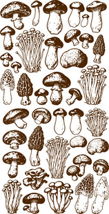 多样蘑菇图案集合