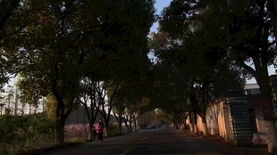 林荫小道的静谧黄昏