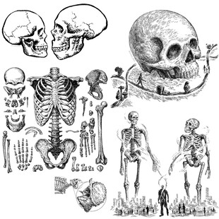 人体骨骼及解剖结构图示