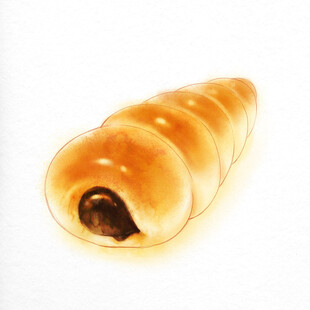 美味巧克力夹心面包卷