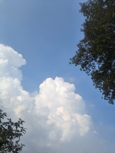 蓝天白云下的树梢风景