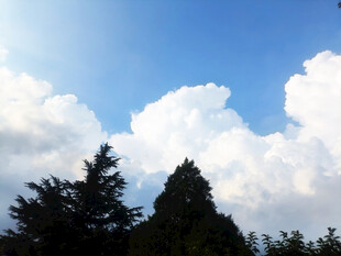 蓝天白云下的葱郁树林