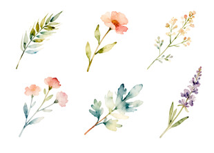 水彩花卉插画
