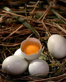 鸡蛋