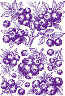 蓝莓果手绘图案