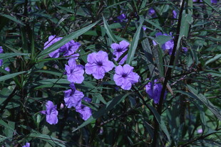 蓝花草  