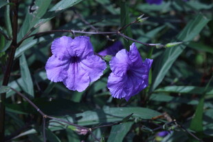 蓝花草 