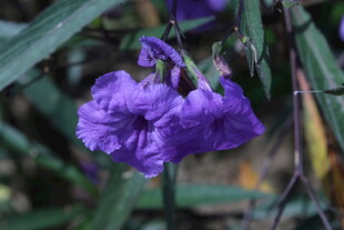 蓝花草  