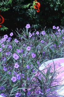 蓝花草 