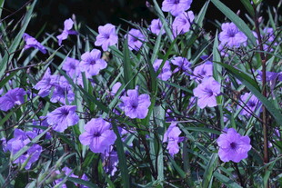 蓝花草  