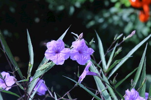 蓝花草  